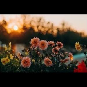 Meet your Posher, Audrey